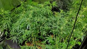 Police uncover cannabis in Teignbridge