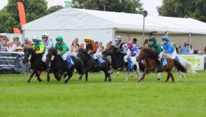 Shetland pony racing returns to Exeter Racecourse
