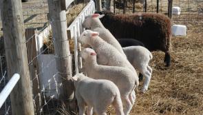 Easter farm visits prompt health warning from UKHSA