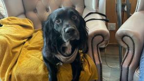 Raising a pet is ‘as rewarding as kids’ say owners