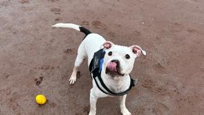 Exeter paws for thought this May