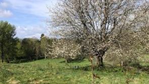 Spring in bloom at Exeter’s newest park
