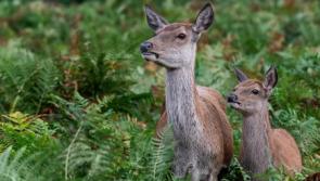 Deer poaching with guns and dogs reported in Teignbridge