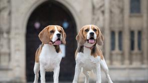 Photographer offers dog sessions to support RSPCA Little Valley
