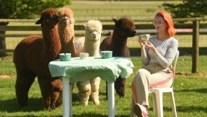Alpaca Café to debut this May