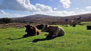 Wild camping ruled legal on Dartmoor