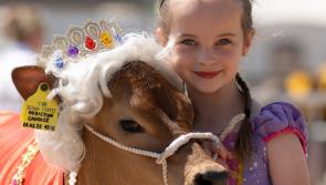 Devon County Show draws record crowds