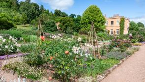 Killerton garden in Devon bursts with must-see summer 'showstoppers'