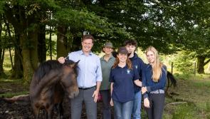 MP gallops to the rescue of Dartmoor's wild ponies