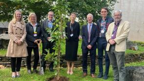 Royal Devon Hospitals honour healthcare staff lost to suicide with memorial trees