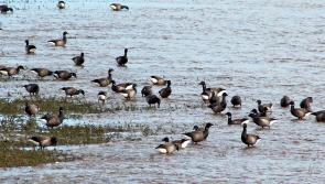 Don&rsquo;t let your dog chase birds at coastal beauty spot, council warns