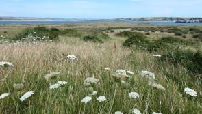 Could grazing, dog and traffic restrictions be brought in for Northam Burrows? 