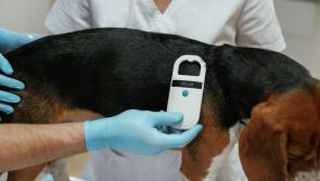 Stray dogs surge in Torridge sees owners warned to get pets chipped and tagged 