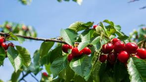 Gardening: Winter jobs that set your garden up for a fruitful spring