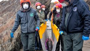 Rescuers battle to save stranded baby dolphin at North Devon beach