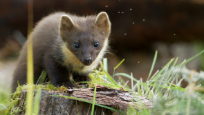 Pine martens &lsquo;thriving&rsquo; in South West after historic reintroduction