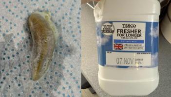 Horror for Exeter family as slug discovered in Tesco milk used in children’s breakfasts