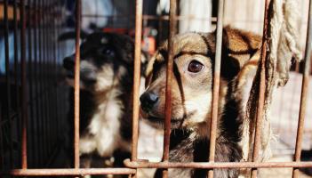 Exeter man banned from keeping animals for life after dogs found starving in filthy home
