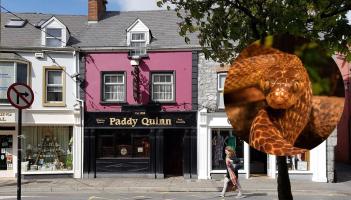 'It bit my brother' - RTE's Liveline hears wild story of snake slithering up pub toilet