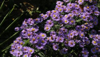 Gardening: Small winter jobs that make a big difference