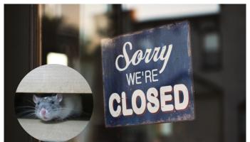 'Rat droppings found on food' - Three food businesses forced to close doors in February