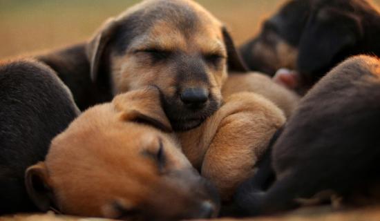 Puppies