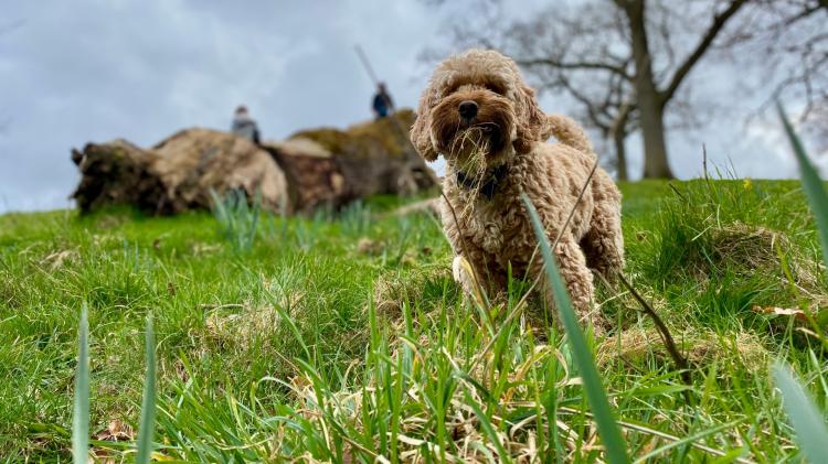 Dogs are prone to ticks
