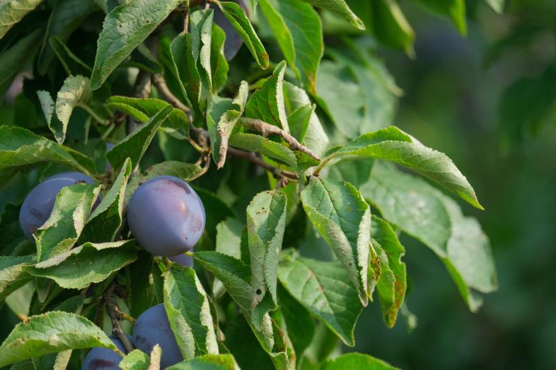 The ‘secret’ orchard which grew out of Exeter’s flood defence scheme