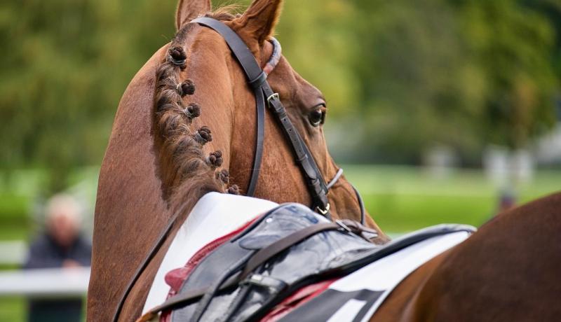 Season Finale at Newton Abbot racecourse
