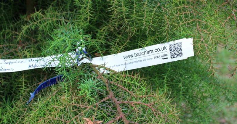 Codes reveal how much carbon city trees store