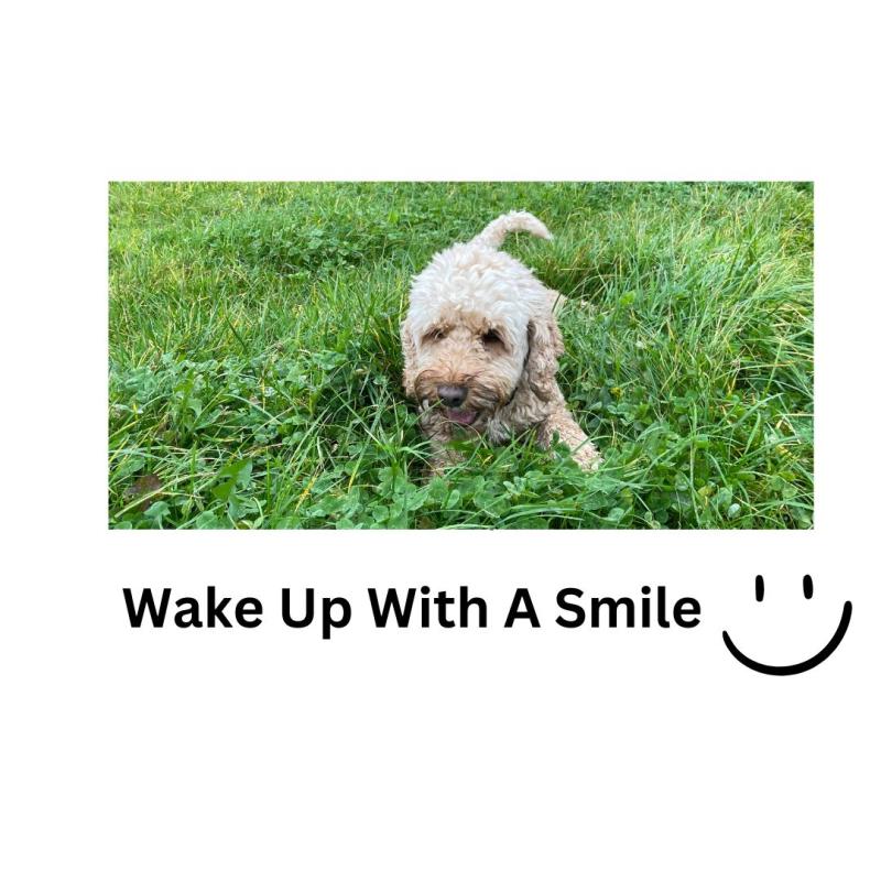 Dog-friendly Exeter is in the lead