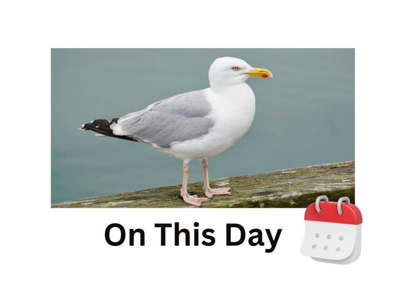 Seagull research revealed surprise finding