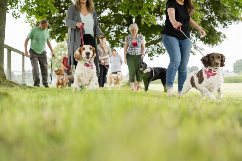 The Great British Dog Walk