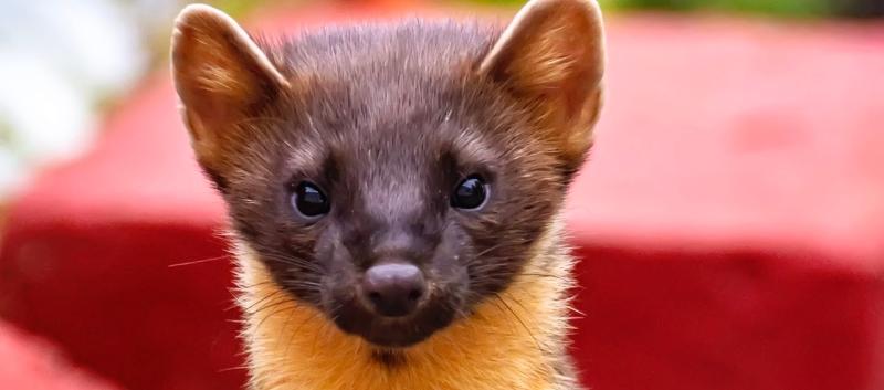 Pine martens on their way back to Dartmoor