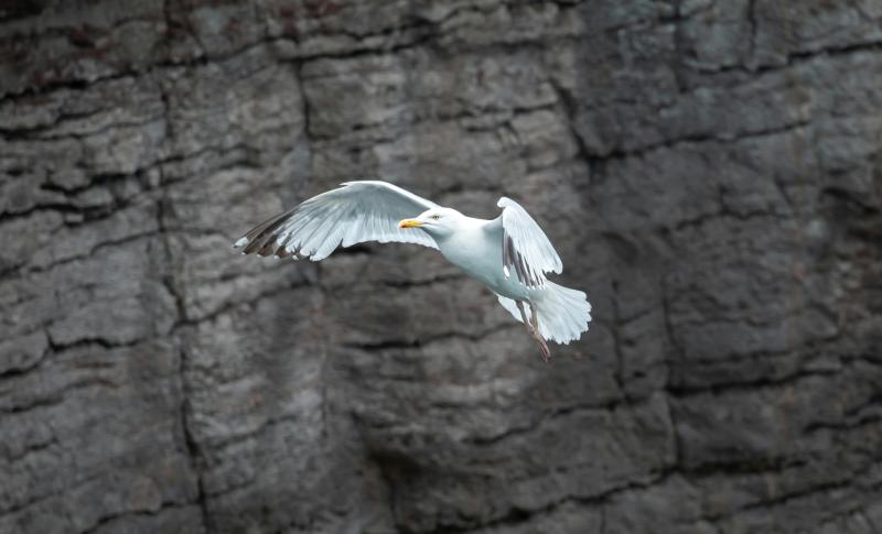 Some seagulls thrive in urban areas due to bigger brains
