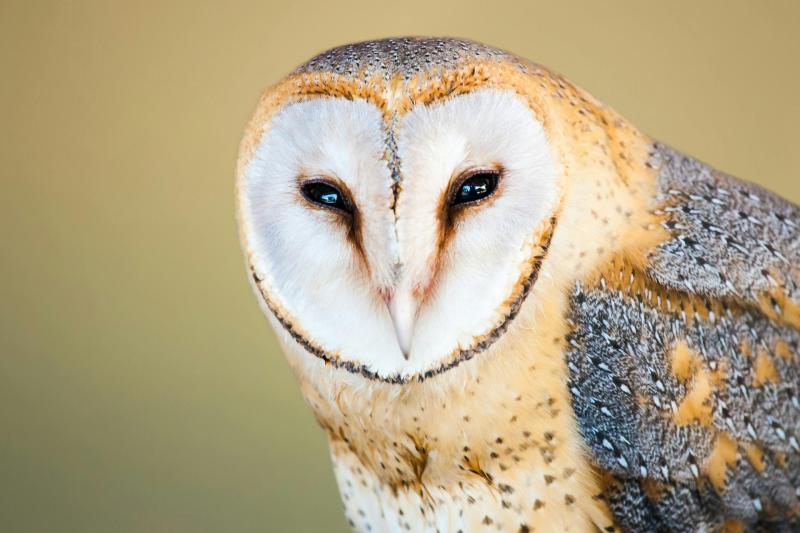 Will political candidates have the wit to woo nature lovers?
