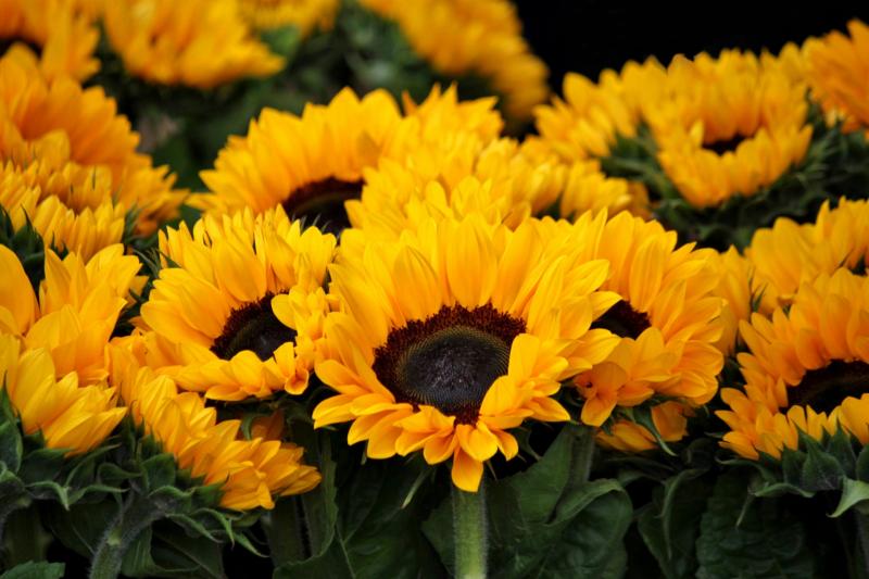 Plant a seed of hope