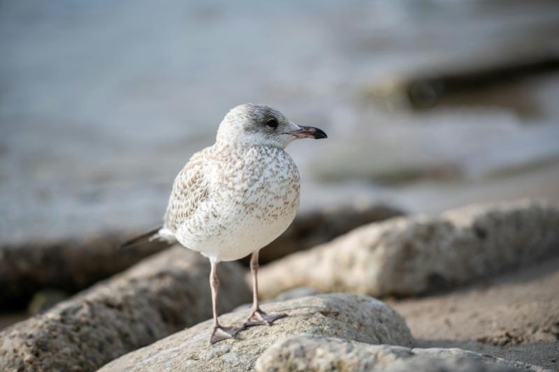 Exeter scientists discover that urban seagulls still prefer seafood!