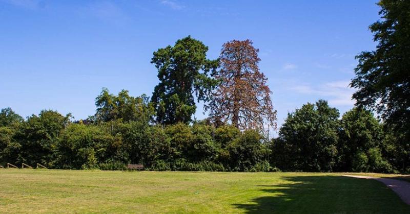  Giant Redwood tree to be felled