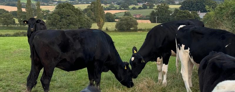 Farmers to attend robotic dairy forum