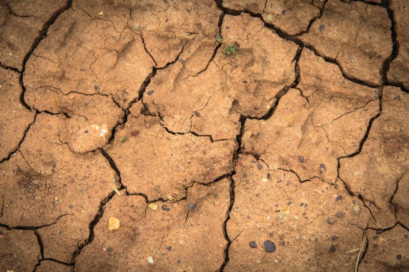 Heatwaves and droughts contributed to wildfires across the globe