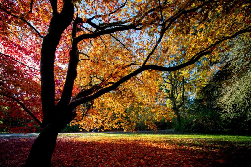 Expect unusually vibrant colours this autumn