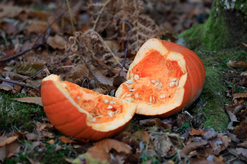 Trust issues plea to protect woodland wildlife