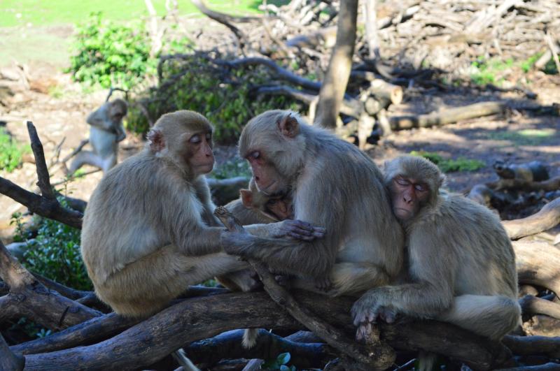 Ageing with fewer friends may protect against illness
