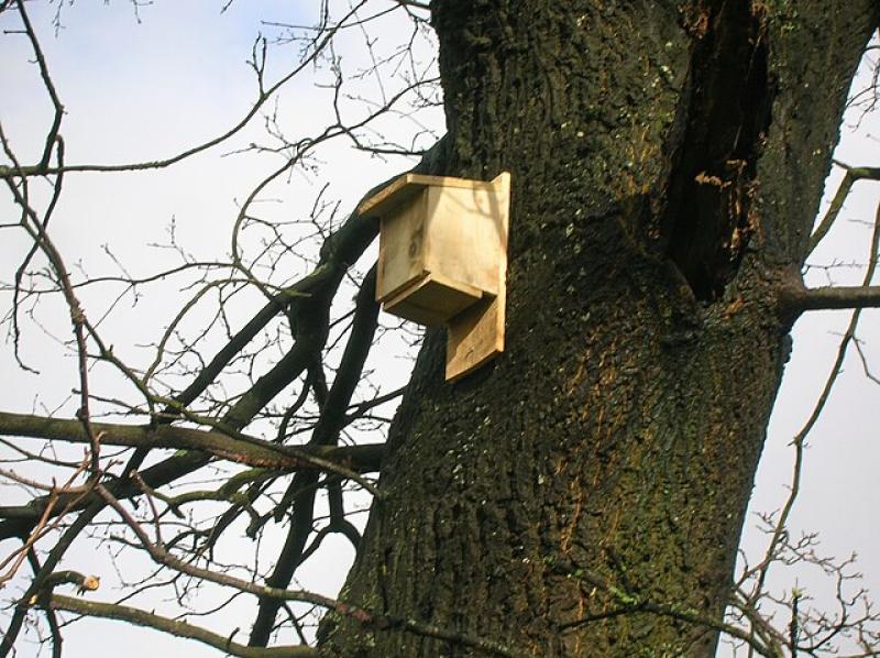 ‘Health and safety’ concerns stopped East Devon putting bird and bat boxes on HQ