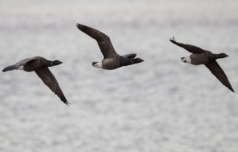 Brent Geese make an incredible 3,000-mile journey to Devon