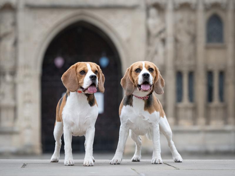 Holly and Maisie at Cathedral Green, Image: Fiona Crawford