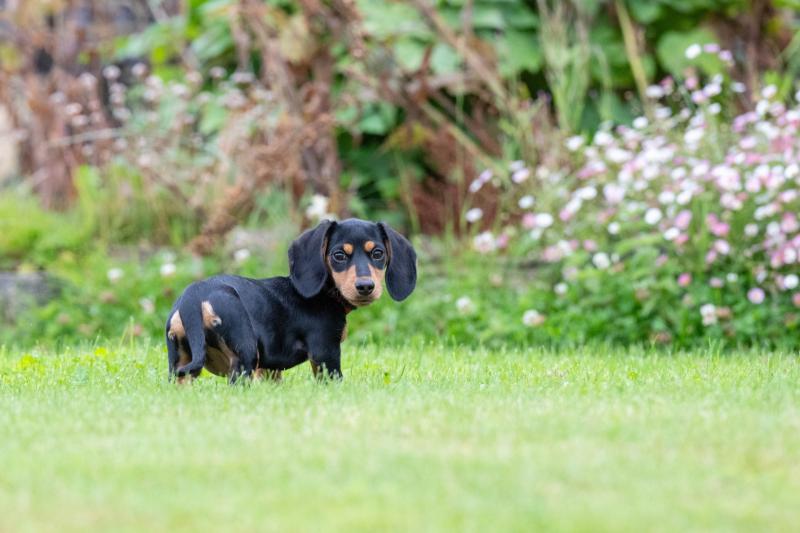 Miss April is Margot the Dachshund puppy, Image: Fiona Crawford