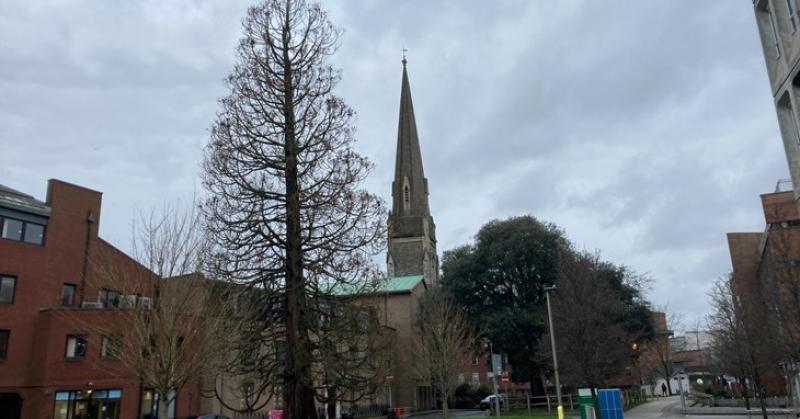 Large sequoia (Wellingtonia/Giant Redwood) in Dix’s Field, Image: Exeter City Council