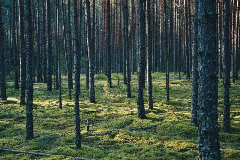 Carbon offsets can include tree-planting or protecting existing forests